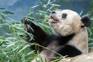 giant panda while eating bamboo photo