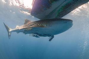 Whale Shark coming to you underwater photo