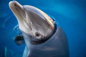 dolphing smiling eye close up portrait photo