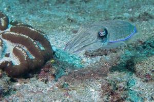 calamar sepia bajo el agua en arena de lava negra mucho buceo foto