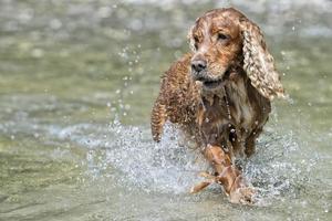 Happy Dog English cocker spaniel while running to you photo