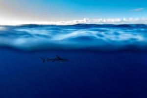 snorkeling with sharks in blue ocean of polynesia photo