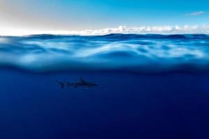 bucear con tiburones en el océano azul de polinesia foto