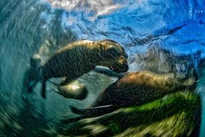 efecto de movimiento sello pictórico león marino californiano viniendo hacia ti foto