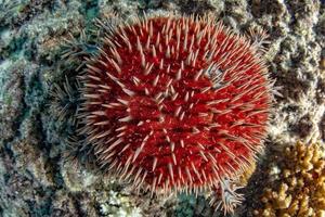 Sea star crown of thorns destroy corals photo