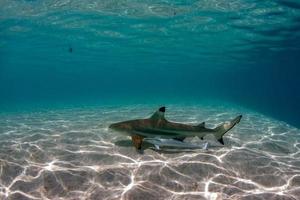 tiburón de punta negra bajo el agua polinesia foto