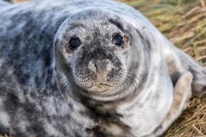 grey seal puppy while looking at you photo