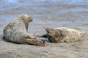 foca gris macho mientras lucha foto