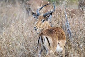 impala in kruger park south africa photo