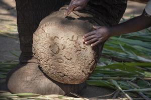 pie de elefante de cerca en el parque kruger sudáfrica foto