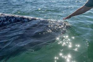 baby grey whale nose at sunset in pacific ocean photo