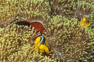 Clown fish in the red and brown anemone over the black background photo