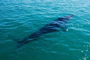 Humpback whales swimming in Australia photo