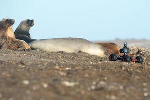 terrestrial drone cameera near elephant seal photo