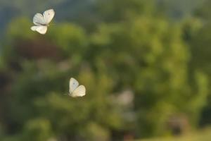 mariposa voladora sobre fondo de hierba foto