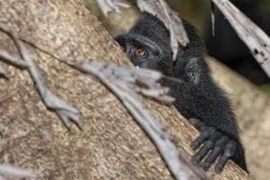 macaco negro con cresta mientras te mira en el bosque foto