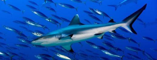 Mandíbulas de tiburón gris listo para atacar bajo el agua cerca retrato foto