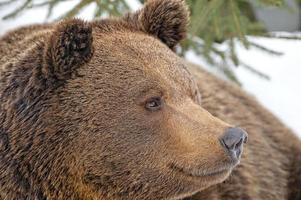 bear brown grizzly portrait in the snow photo