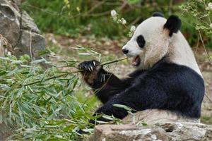 giant panda while eating bamboo photo