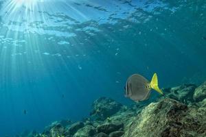 diving in colorful reef underwater photo