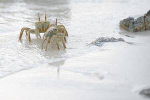 crab on the sand at sunset photo