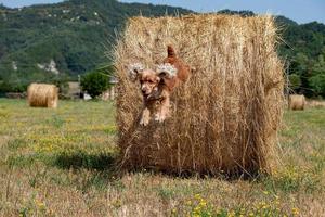 Dog puppy cocker spaniel jumping hay photo