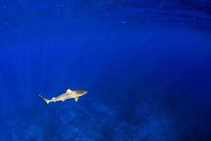 bucear con tiburones en el océano azul de polinesia foto