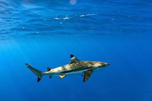 swimming with sharks in blue ocean of polynesia photo