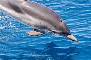 Dolphin while jumping in the deep blue sea photo