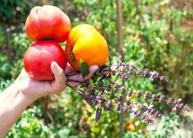 gardener hand holds ripe tomatoes and basil herb photo