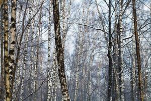 troncos de abedul en el bosque de principios de primavera foto