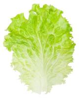 Leaf lettuce isolated on white background photo