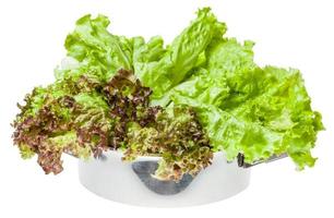 raw green leaves of Lollo rosso and Leaf lettuce photo