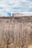 bare trees in spring forest and houses photo