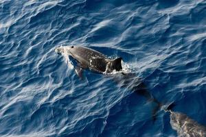 An isolated dolphin jumping in the deep blue sea photo