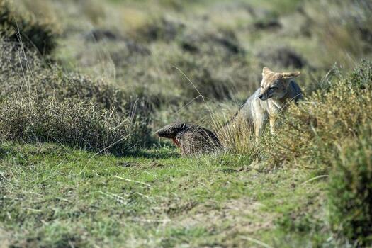grey fox hunting on the grass South America armadillo photo