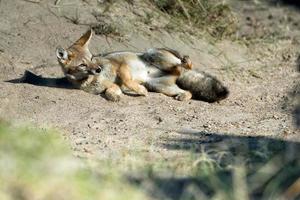 grey fox hunting on the grass photo