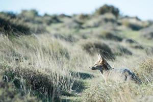 grey fox hunting on the grass photo