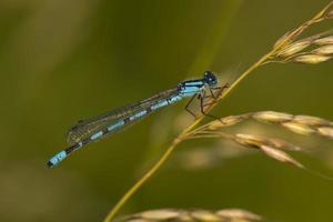 A blue dragonfly on green background photo