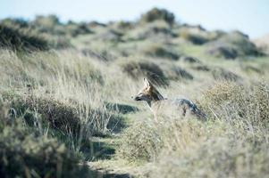 grey fox hunting on the grass photo