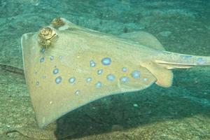 Blue Spotted ray close up eyes detail in Sipadan, Borneo, Malaysia photo