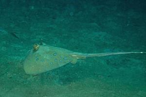 Blue Spotted ray close up eyes detail in Sipadan, Borneo, Malaysia photo