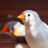 pájaro pinzón de garganta cortada de cerca foto