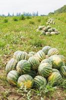 harvesting of ripe watermelons on melon field photo