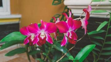 Beautiful Orchids are blooming at the backyard. Beautiful flower as known as Bunga Anggrek in Indonesia Or Orchidaceae in Latin and one of brightful flower for garden. photo