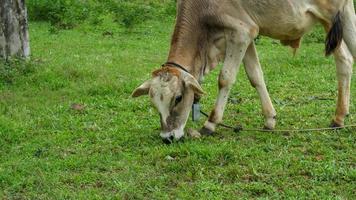 una vaca comiendo hierba tirada en el campo. vacas pastando en un prado verde. una vaca en un campo comiendo hierba en un día de verano. foto