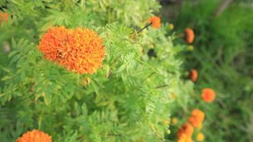 Orange flowers are blooming in the summer shot on the outside. photo