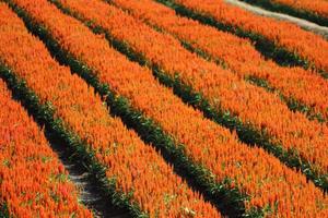 beautiful orange flower fields photo