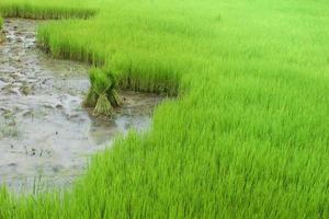 beautiful green rice sprouts photo