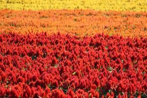 beautiful colorful flower fields photo